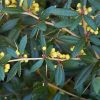 Berberis julianae - Júlia borbolya
