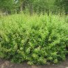 Berberis julianae - Júlia borbolya
