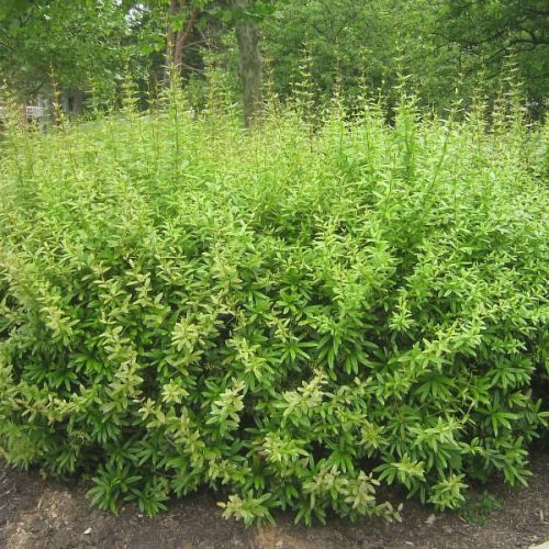 Berberis julianae - Júlia borbolya