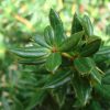 Berberis 'JYTTE' - Törpe ezüstös borbolya