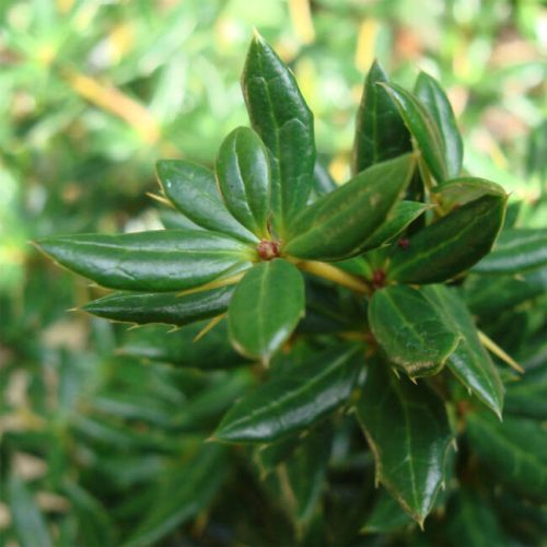 Berberis 'JYTTE' - Törpe ezüstös borbolya