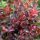 Berberis thunbergii ATROPURPUREA NANA - Törpe borbolya
