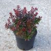 Berberis thunbergii ATROPURPUREA NANA - Törpe borbolya