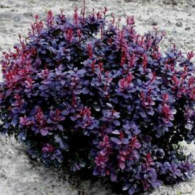   Berberis thunbergii CONCORDE - Japán borbolya (sötétlila levelű)