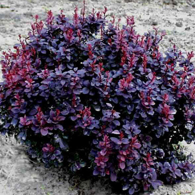 Berberis thunbergii CONCORDE - Japán borbolya (sötétlila levelű)