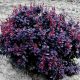 Berberis thunbergii CONCORDE - Japán borbolya (sötétlila levelű)