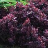 Berberis thunbergii CONCORDE - Japán borbolya (sötétlila levelű)