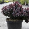 Berberis thunbergii CONCORDE - Japán borbolya (sötétlila levelű)