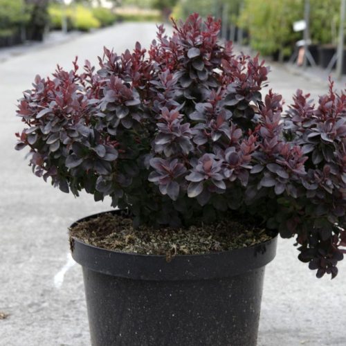 Berberis thunbergii CONCORDE - Japán borbolya (sötétlila levelű)
