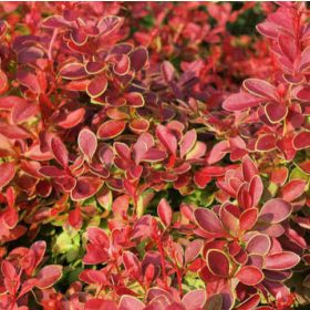   Berberis thunbergii CORAL ® - Bordó levelű, sárga levélszélű japán vérborbolya