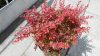 Berberis thunbergii CORAL ® - Bordó levelű, sárga levélszélű japán vérborbolya