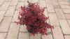 Berberis thunbergii FIRE BALL ®  - Japán borbolya