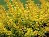 Berberis thunbergii GOLDEN CARPET - Arany terülő borbolya