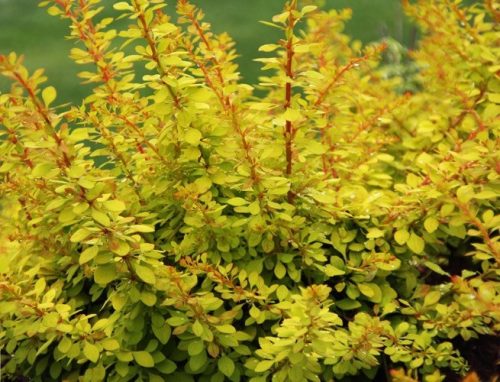 Berberis thunbergii GOLDEN CARPET - Arany terülő borbolya