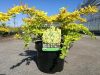 Berberis thunbergii GOLDEN CARPET - Arany terülő borbolya