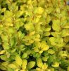 Berberis thunbergii MARIA ® - Sárga oszlopos borbolya