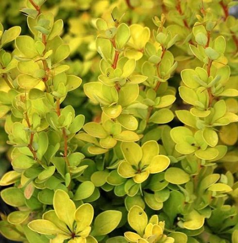 Berberis thunbergii MARIA ® - Sárga oszlopos borbolya