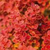 Berberis thunbergii ORANGE ICE ®  - Japán borbolya