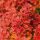 Berberis thunbergii ORANGE ICE ®  - Japán borbolya