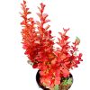 Berberis thunbergii ORANGE ICE ®  - Japán borbolya