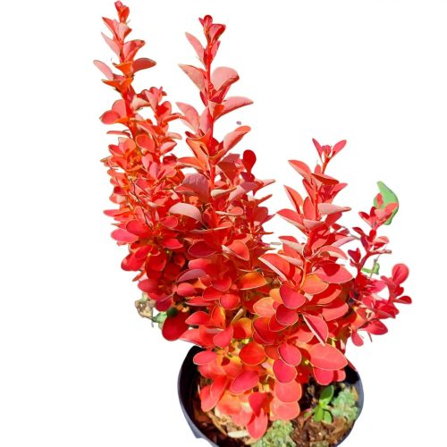 Berberis thunbergii ORANGE ICE ®  - Japán borbolya