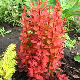   Berberis thunbergii ORANGE ROCKET ® - Narancspiros levelű oszlopos borbolya