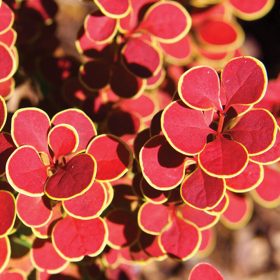   Berberis thunbergii ORANGE SUNRISE ®  - Narancs színű japán borbolya