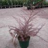 Berberis thunbergii RED DREAM ® - Vöröses japán borbolya