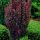 Berberis thunbergii RED ROCKET - Oszlopos  vérborbolya