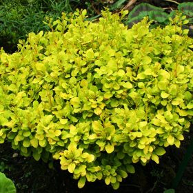   Berberis thunbergii TINY GOLD ® - Sárga levelű, törpe, gömb japán borbolya