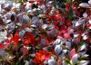 Berberis x media PARKJUWEEL - Örökzöld borbolya