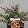 Berberis x media RED JEWEL - Ékszerborbolya