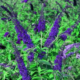 Buddleja davidii EMPIRE BLUE - Kék virágú nyáriorgona
