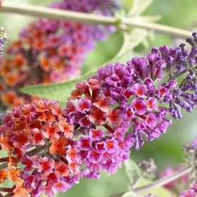  Buddleja weyeriana  FLOWER POWER - Kékes-lilás virágú nyáriorgona