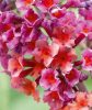 Buddleja weyeriana  FLOWER POWER - Kékes-lilás virágú nyáriorgona