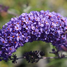   Buddleja davidii 'NANHO BLUE' - Kék virágú törpe nyáriorgona