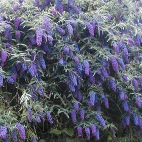   Buddleja davidii NANHO BLUE - Kék virágú törpe nyáriorgona