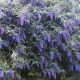 Buddleja davidii NANHO BLUE - Kék virágú törpe nyáriorgona