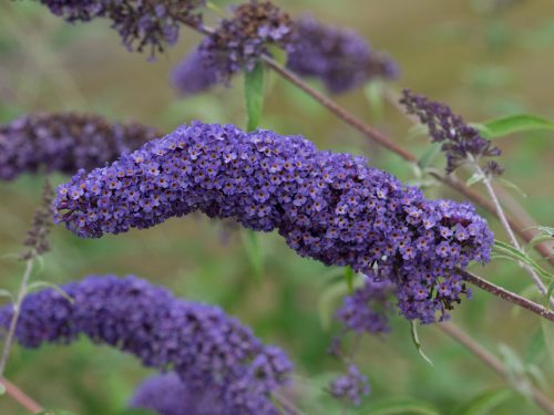 Buddleja davidii NANHO BLUE - Kék virágú törpe nyáriorgona