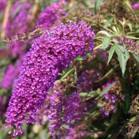   Buddleja davidii NANHO PURPLE -  Lila virágú törpe nyáriorgona