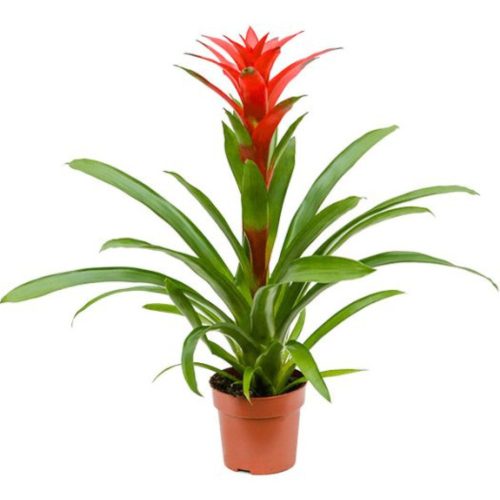 Guzmania Amoretto - Guzmánia