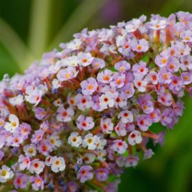   Buddleja davidii REVE PAPILLON LAVENDER ® - Illatos nyáriorgona