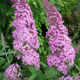   Buddleja davidii REVE PAPILLON PINK ® - Illatos nyáriorgona