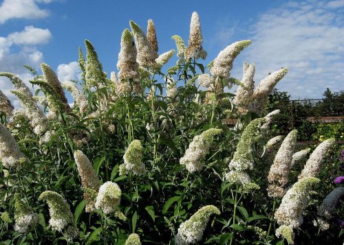 Buddleja davidii REVE PAPILLON WHITE ® - Nyáriorgona