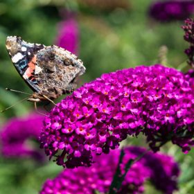   Buddleja davidii ROYAL RED - Bíborlila illatos nyári orgona