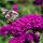 Buddleja davidii ROYAL RED - Bíborlila illatos nyári orgona