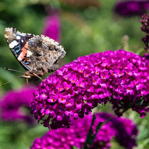 Buddleja davidii ROYAL RED - Bíborlila illatos nyári orgona