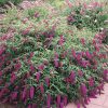 Buddleja davidii ROYAL RED - Bíborlila illatos nyári orgona