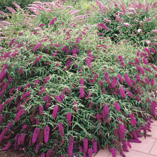 Buddleja davidii ROYAL RED - Bíborlila illatos nyári orgona