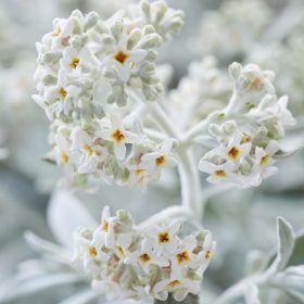   Buddleja davidii SILVER ANNIVERSARY® - Fehér színű nyáriorgona